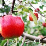 A-FACTORY 青森蘋果汽泡酒 原味 200ml